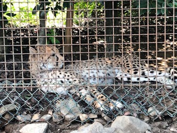 群馬サファリパークに投稿された画像（2022/8/7）