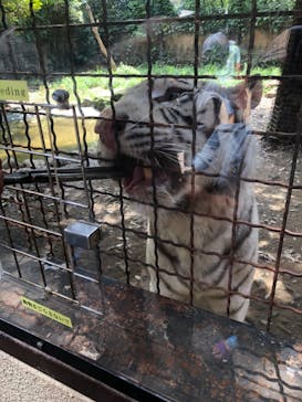 群馬サファリパークに投稿された画像（2022/8/7）