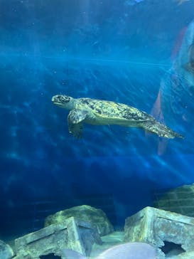 しながわ水族館に投稿された画像（2022/8/7）