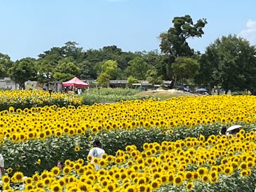 淡路ファームパーク イングランドの丘に投稿された画像（2022/8/7）