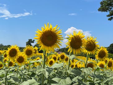 淡路ファームパーク イングランドの丘に投稿された画像（2022/8/7）