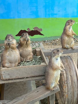 淡路ファームパーク イングランドの丘に投稿された画像（2022/8/7）