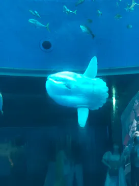 横浜・八景島シーパラダイスに投稿された画像（2022/8/7）