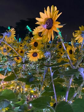 せんだい農業園芸センター　みどりの杜に投稿された画像（2022/8/7）