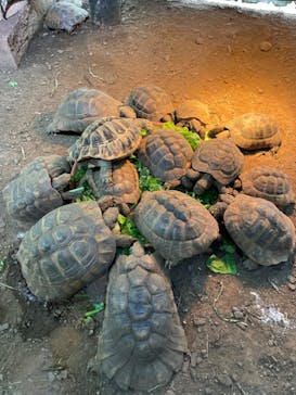 体感型動物園iZooに投稿された画像（2022/8/7）