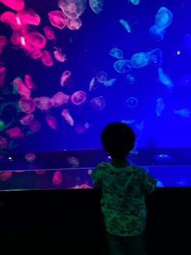 名古屋港水族館に投稿された画像（2022/8/7）