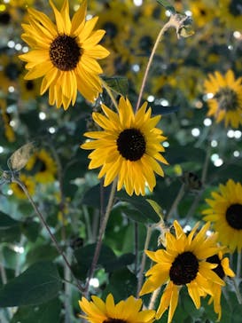 せんだい農業園芸センター　みどりの杜に投稿された画像（2022/8/8）