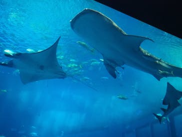 沖縄美ら海水族館に投稿された画像（2022/8/8）