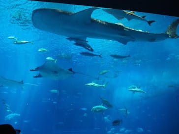 沖縄美ら海水族館に投稿された画像（2022/8/8）