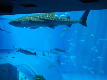 沖縄美ら海水族館に投稿された画像（2022/8/8）