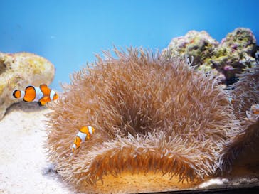 沖縄美ら海水族館に投稿された画像（2022/8/8）