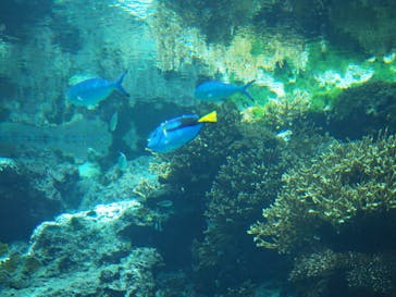 沖縄美ら海水族館に投稿された画像（2022/8/8）