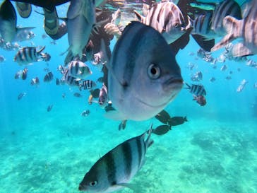 沖縄マリンサービス碧に投稿された画像（2022/8/8）