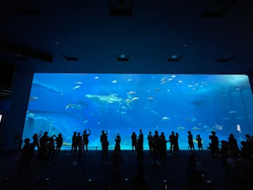 沖縄美ら海水族館に投稿された画像（2022/8/8）