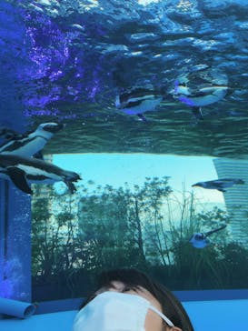 サンシャイン水族館に投稿された画像（2022/8/8）