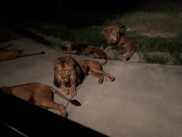 群馬サファリパークに投稿された画像（2022/8/8）