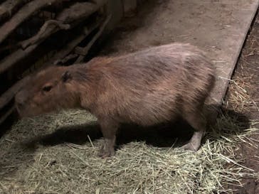 群馬サファリパークに投稿された画像（2022/8/8）