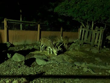 群馬サファリパークに投稿された画像（2022/8/8）