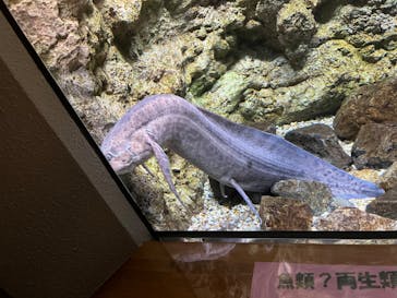 島根県立 しまね海洋館に投稿された画像（2022/8/8）