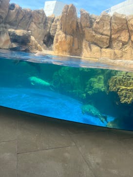 島根県立 しまね海洋館に投稿された画像（2022/8/8）