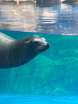島根県立 しまね海洋館に投稿された画像（2022/8/8）