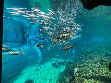 九十九島水族館海きららに投稿された画像（2022/8/8）