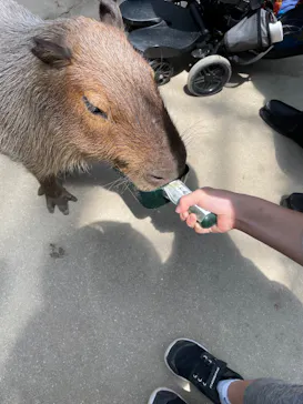 神戸どうぶつ王国に投稿された画像（2022/8/8）