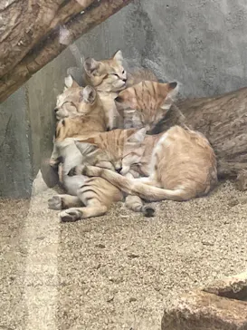 神戸どうぶつ王国に投稿された画像（2022/8/8）