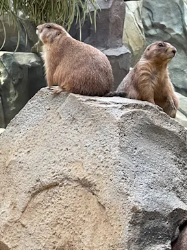 神戸どうぶつ王国に投稿された画像（2022/8/8）