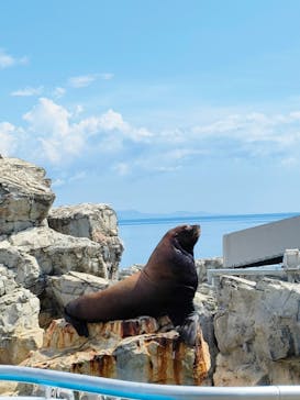 大分マリーンパレス水族館 「うみたまご」に投稿された画像（2022/8/8）