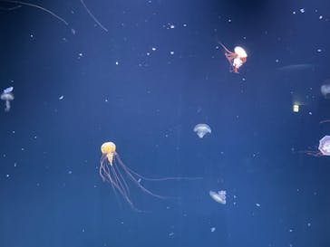 サンシャイン水族館に投稿された画像（2022/8/8）