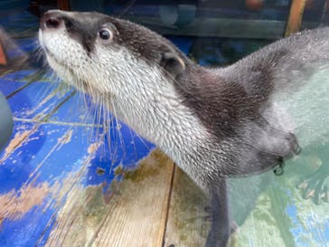 ゼロ距離水族館 伊勢シーパラダイスに投稿された画像（2022/8/8）