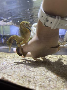 ゼロ距離水族館 伊勢シーパラダイスに投稿された画像（2022/8/8）