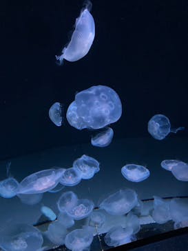 サンシャイン水族館に投稿された画像（2022/8/8）