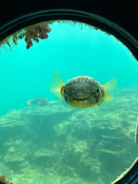 串本海中公園水族館に投稿された画像（2022/8/8）