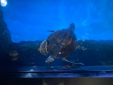 すみだ水族館に投稿された画像（2022/8/8）