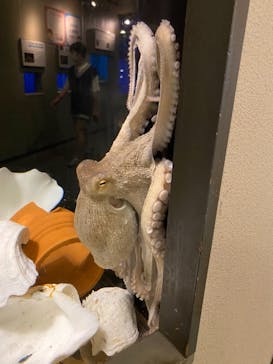 しながわ水族館に投稿された画像（2022/8/8）