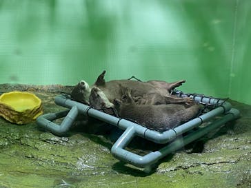 しながわ水族館に投稿された画像（2022/8/8）