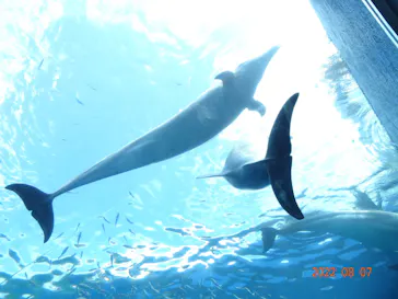 横浜・八景島シーパラダイスに投稿された画像（2022/8/8）