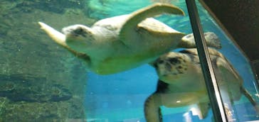 名古屋港水族館に投稿された画像（2022/8/8）