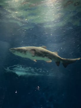 アクアワールド茨城県大洗水族館に投稿された画像（2022/8/8）