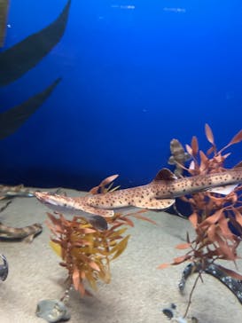 アクアワールド茨城県大洗水族館に投稿された画像（2022/8/8）