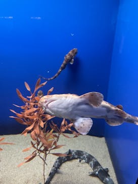 アクアワールド茨城県大洗水族館に投稿された画像（2022/8/8）