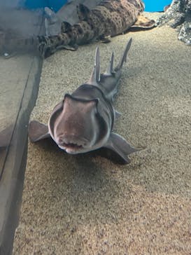 アクアワールド茨城県大洗水族館に投稿された画像（2022/8/8）