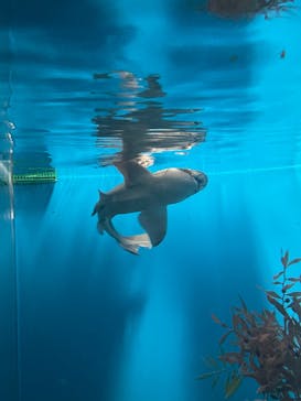 アクアワールド茨城県大洗水族館に投稿された画像（2022/8/8）