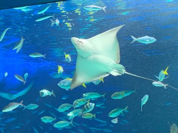 サンシャイン水族館に投稿された画像（2022/8/8）