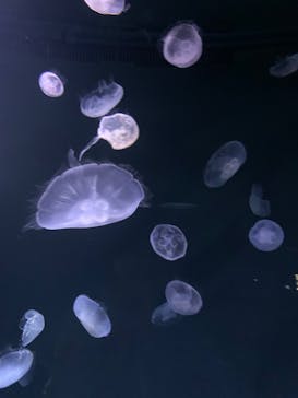 サンシャイン水族館に投稿された画像（2022/8/8）