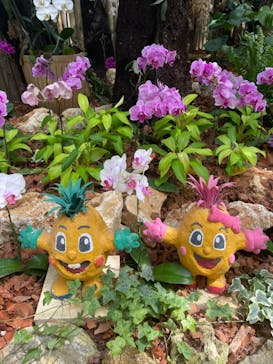 ナゴパイナップルパークに投稿された画像（2022/8/8）