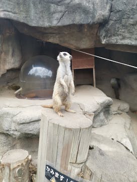 秋吉台自然動物公園 サファリランドに投稿された画像（2022/8/8）