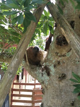 秋吉台自然動物公園 サファリランドに投稿された画像（2022/8/8）